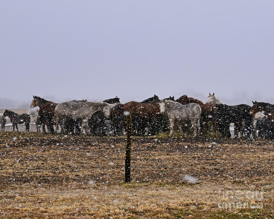 Equine Huddle Photograph by Kathy M Krause
