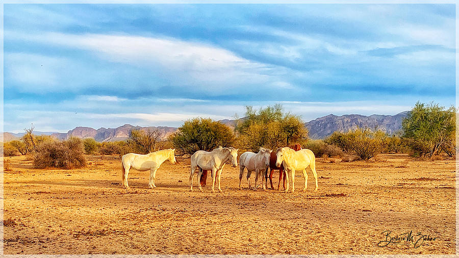 Equine Meeting In The Desert Photograph by Barbara Zahno