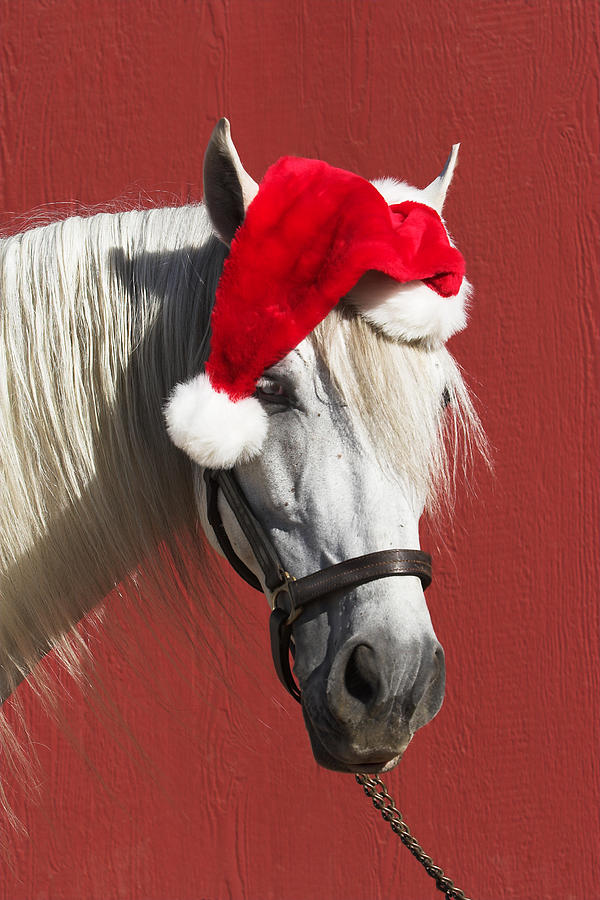 Equine Santa Horse Funny Clause Red Christmas Photograph by 66North