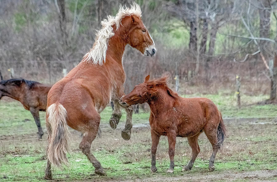 Equine Scuffle, Cades Cove Horse Series Photograph by Marcy Wielfaert