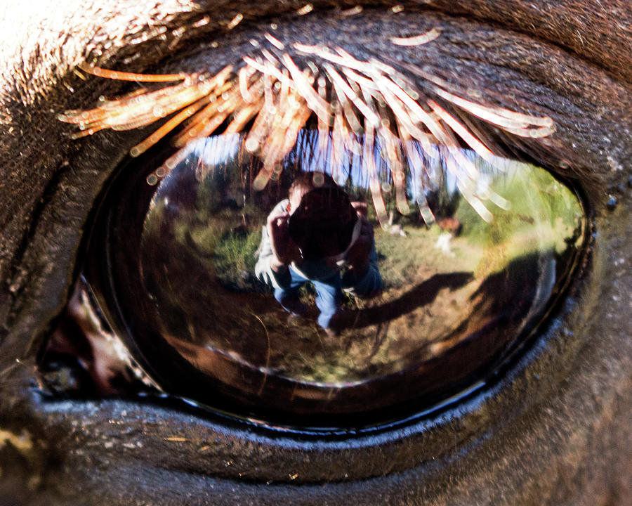 Equine Self-Reflection Photograph by K Bradley Washburn