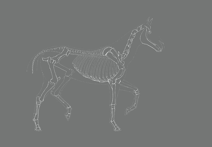 Equine Skeleton Art Photograph by Dressage Design