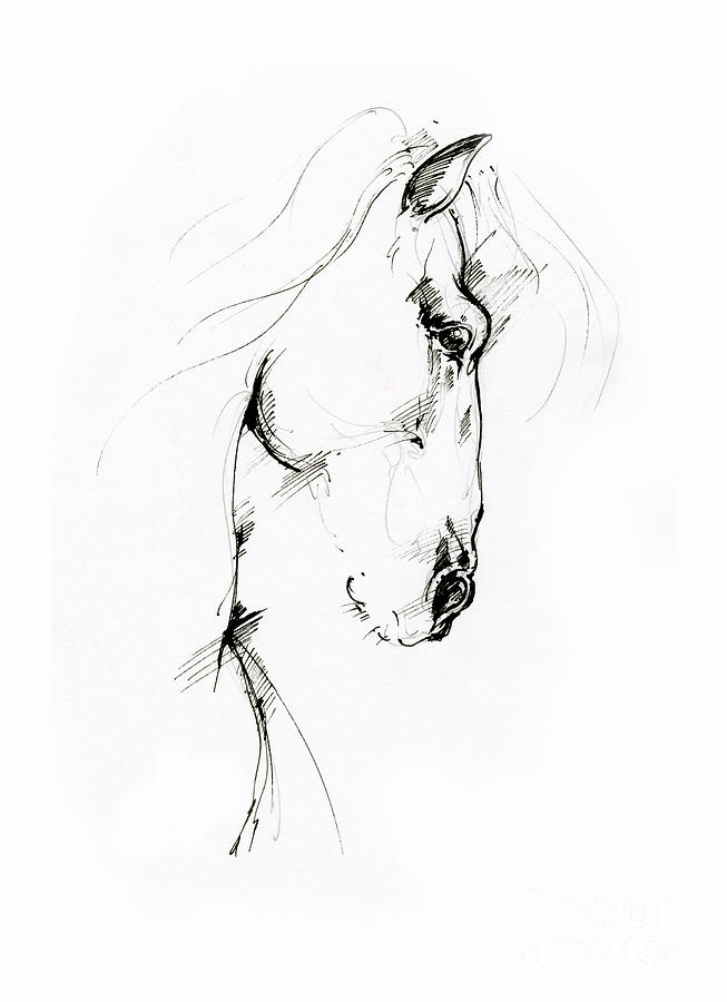 Equine sketch 2019 04 28 Drawing by Ang El