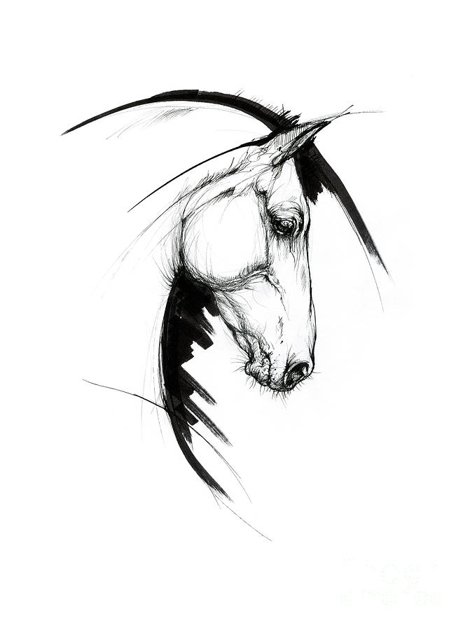 Equine sketch 2019 04 28a Drawing by Ang El