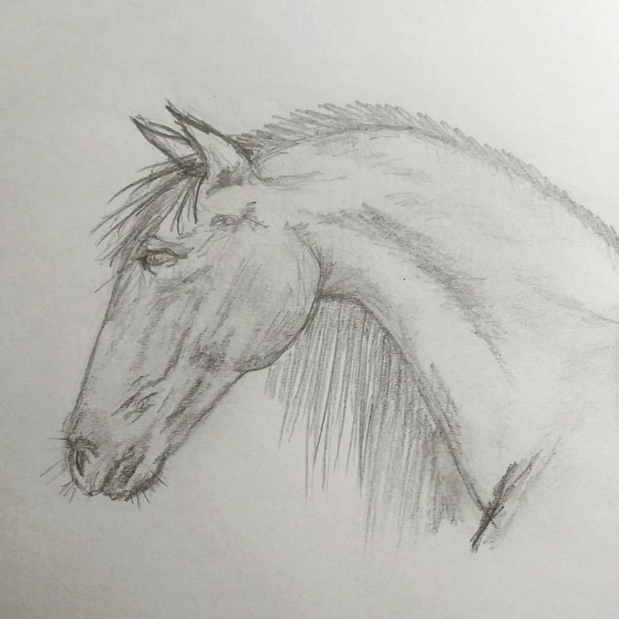 Nature Drawing - Equine Sketch by Amber Mingus