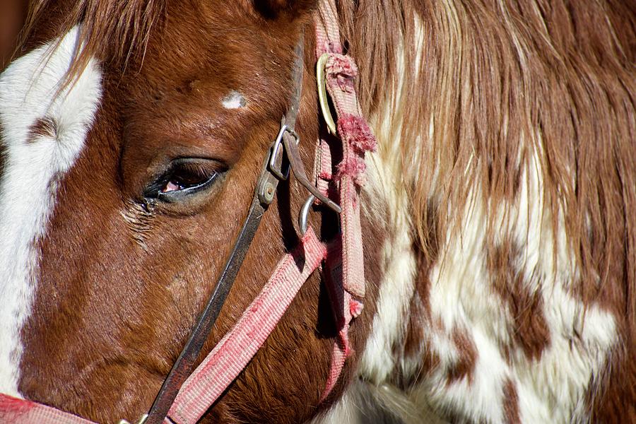 Equine Sun Bathing by Lisa Pandone Equine Sun Bathing by Lisa Pandone