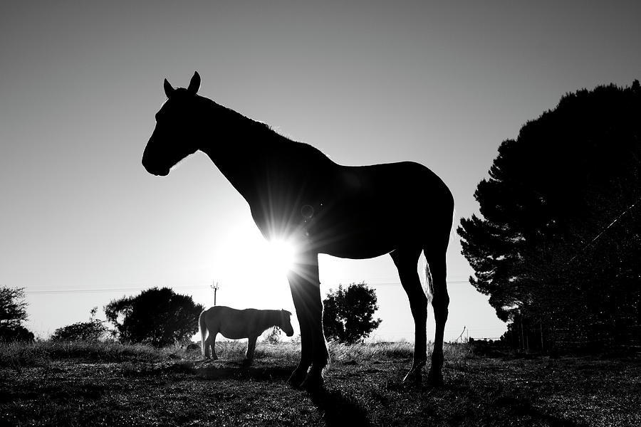 Equine Sunrise Photograph by Mia Badenhorst
