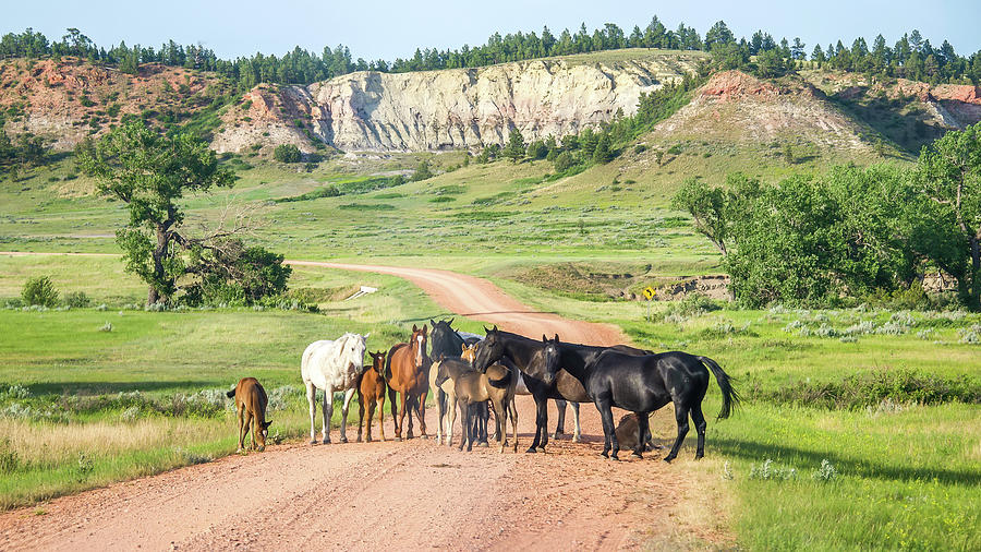 Equine Welcome to the North Dakota Badlands Photograph by Mary Tastad Equine Welcome to the North Dakota Badlands Photograph by Mary Tastad
