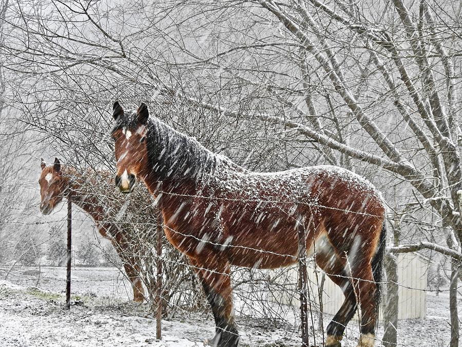 Equines in the Snow Photograph by Kathy Ozzard Chism