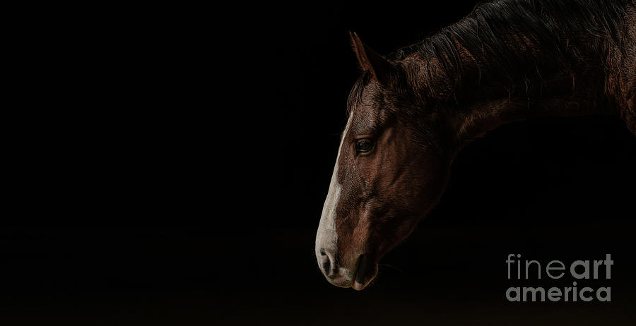 Equus  An American Icon Photograph by Lisa Manifold
