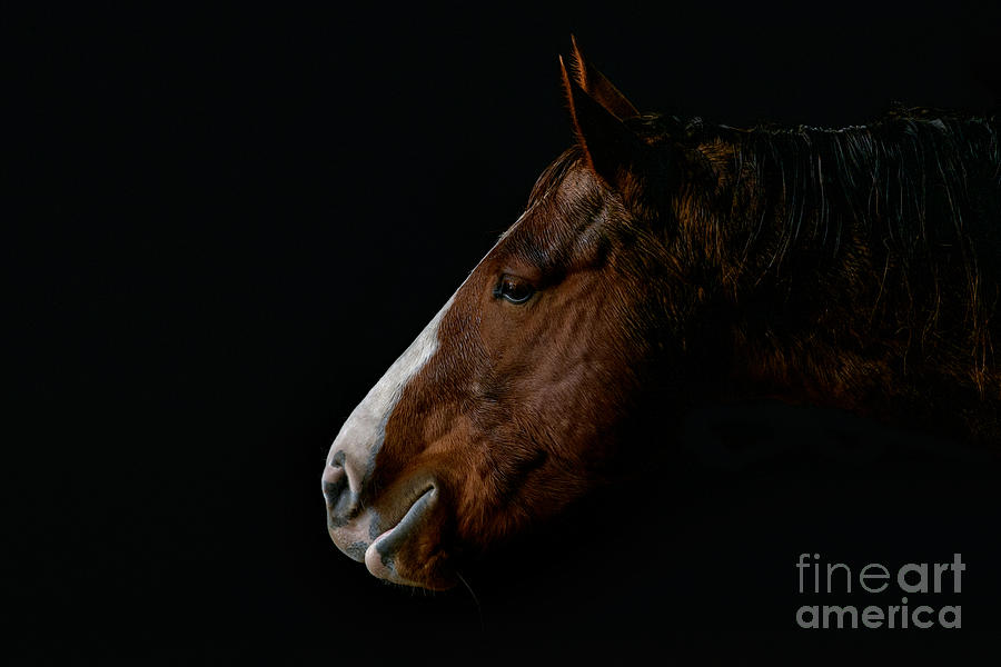 Equus Expression Photograph by Lisa Manifold