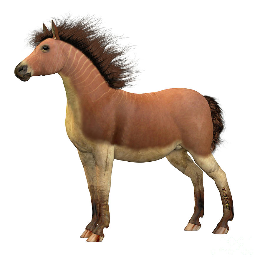Wildlife Digital Art - Equus Scotti Horse by Corey Ford