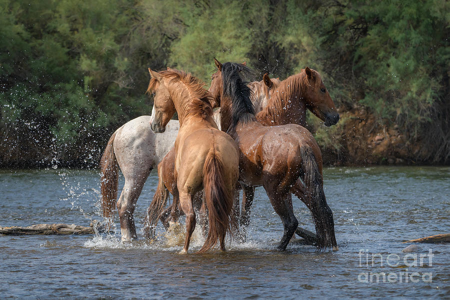 Equus Water Cooler Chat Photograph By Lisa Manifold - Fine Art America