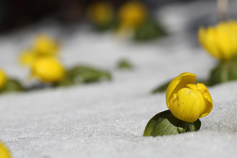 Eranthis Buttercup early spring flower in snow Photograph by Pejft
