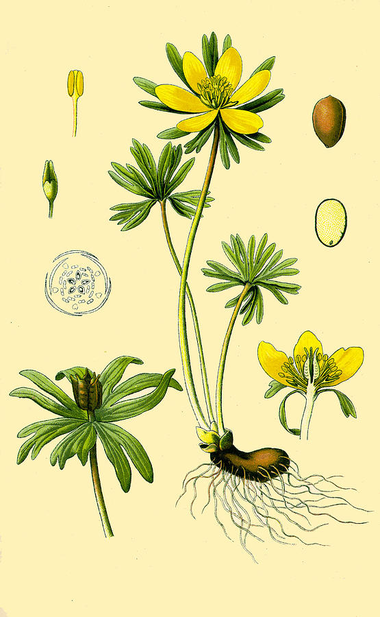 Eranthis hyemalis Drawing by Otto Wilhelm Thome