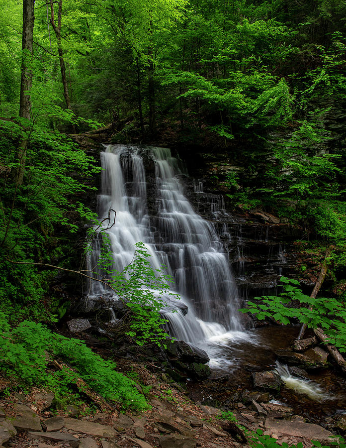 Ricketts Glen State Park Photograph - Erie Falls Ricketts Glen State Park In Spring by Dan Sproul