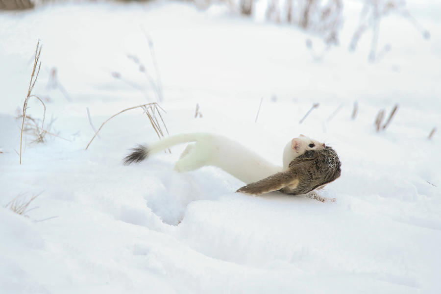 Ermine with Its Catch Photograph by Brook Burling