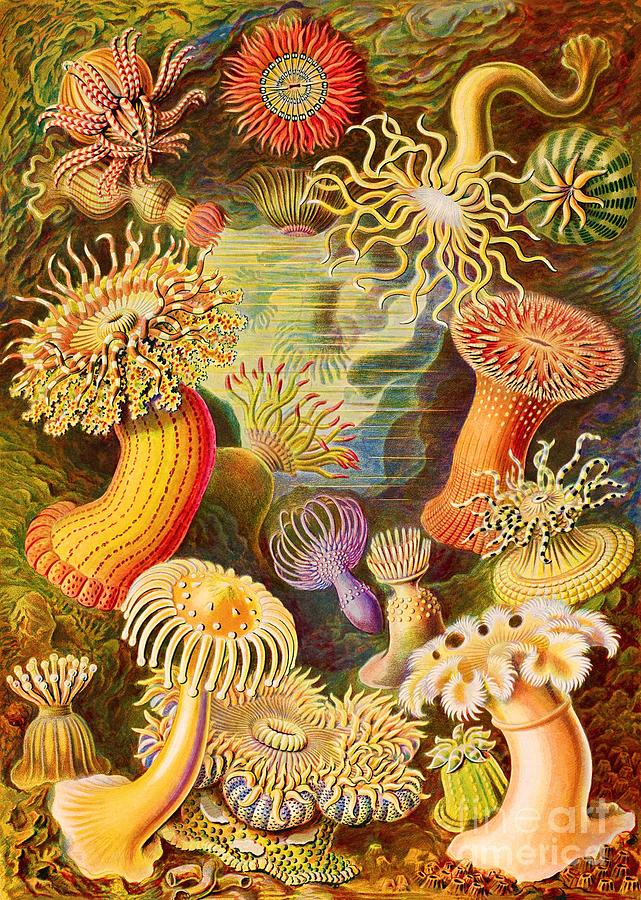 Ernst Haeckel - Actiniae - Heliactis Coral Painting by Alexandra Arts