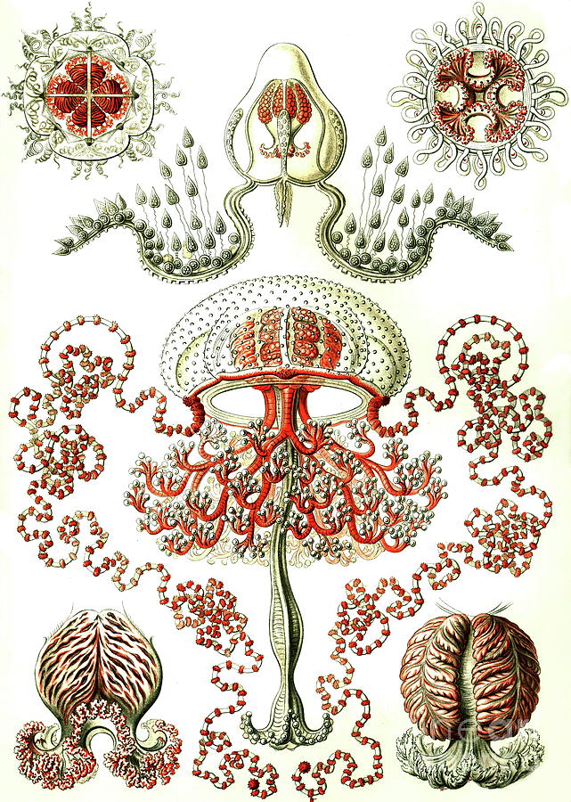 Ernst Haeckel - Anthomedusae - Gemmaria Painting by Alexandra Arts