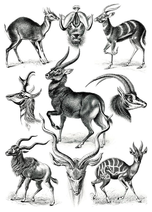 Ernst Haeckel - Antilopina - Antilope Painting by Alexandra Arts