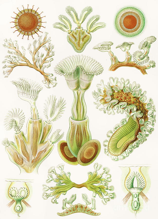 Ernst Haeckel - Bryozoa - Cristatella Painting by Alexandra Arts
