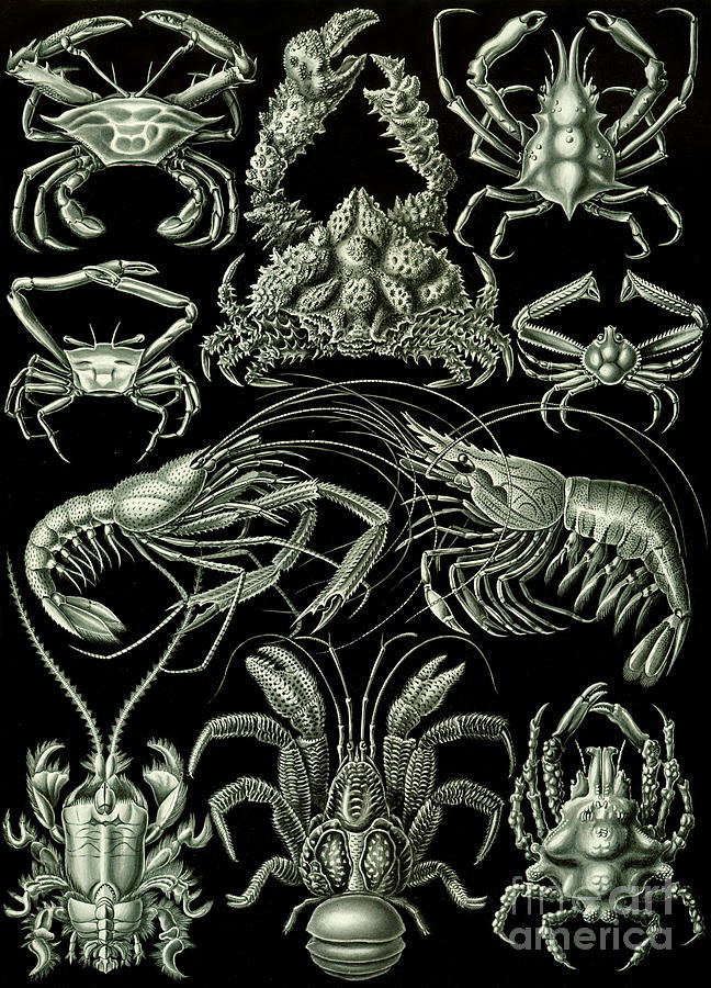 Ernst Haeckel - Decapoda Painting by Alexandra Arts
