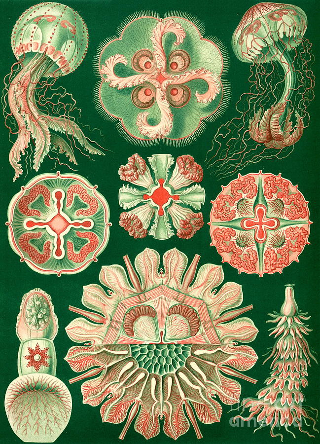 Ernst Haeckel - Discomedusae -Aurelia Painting by Alexandra Arts