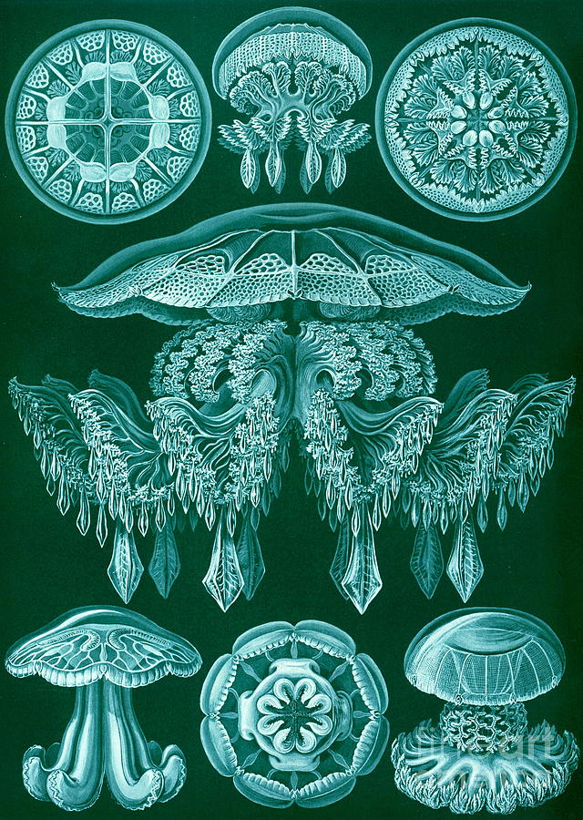 Ernst Haeckel - Discomedusae - Pilema Painting by Alexandra Arts