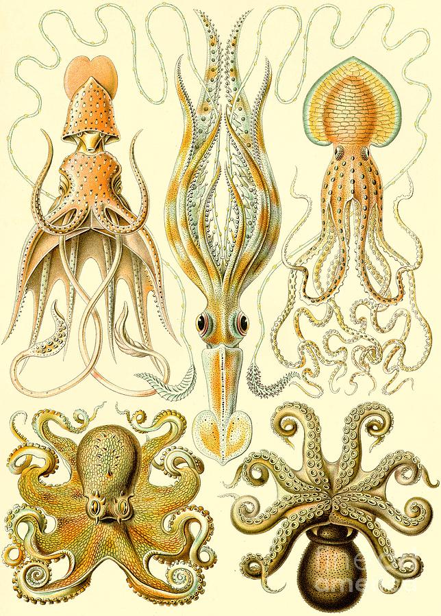 Ernst Haeckel - Gamochonia - Octopus Painting by Alexandra Arts