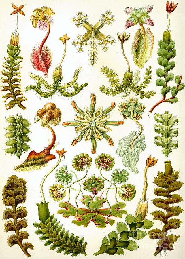 Ernst Haeckel - Hepaticae - Marchantia Painting by Alexandra Arts