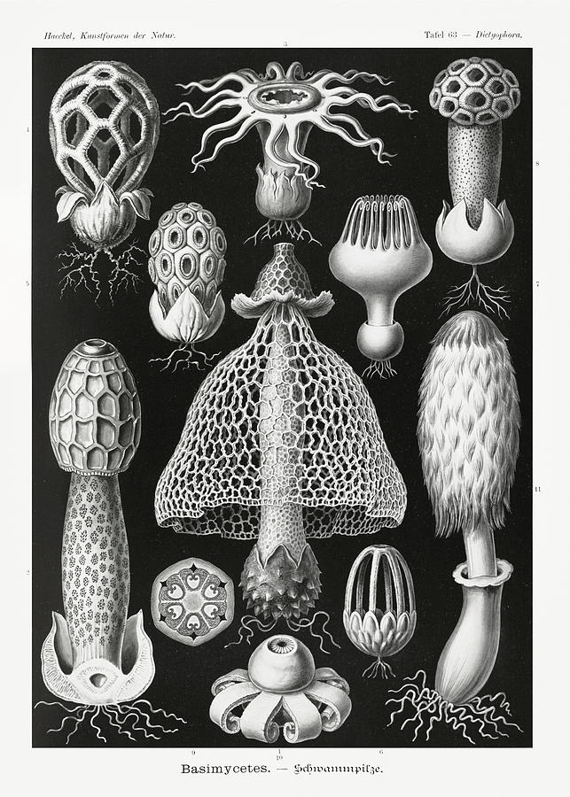 Ernst Haeckel Illustrations Mixed Media by World Art Collective