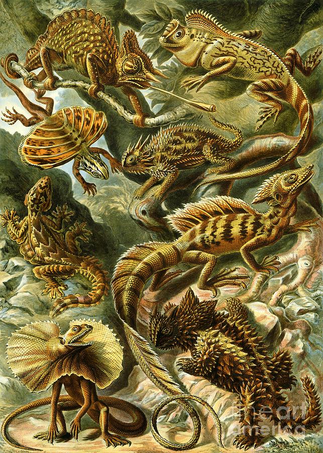Ernst Haeckel - Lacertilia - Basiliscus Painting by Alexandra Arts