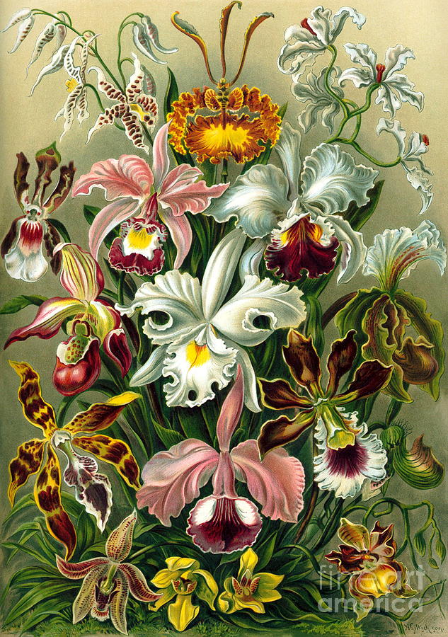 Ernst Haeckel - Orchideae - Cypripedium Painting by Alexandra Arts