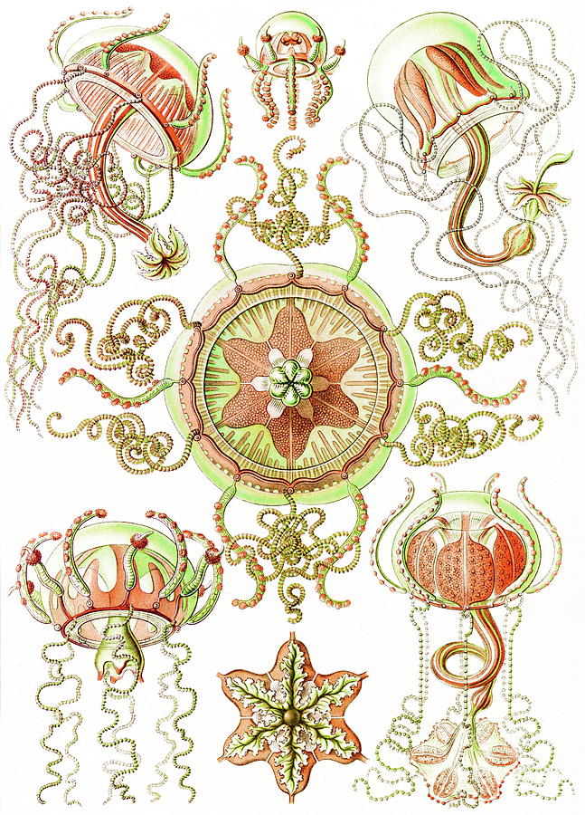 Ernst Haeckel - Trachomedusae - Carmaris Painting by Alexandra Arts