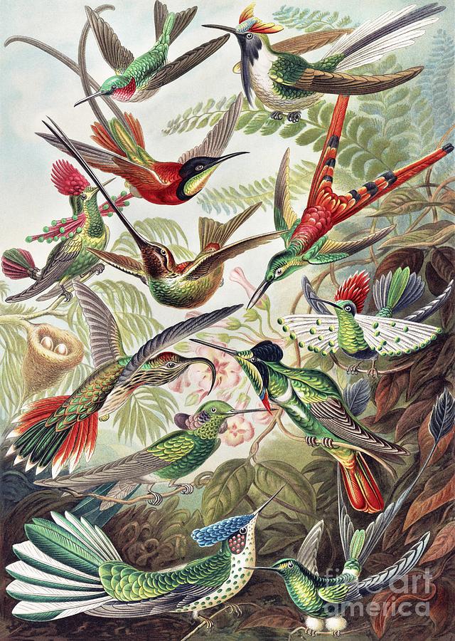 Ernst Haeckel - Trochilidae - Hummingbirds Painting by Alexandra Arts