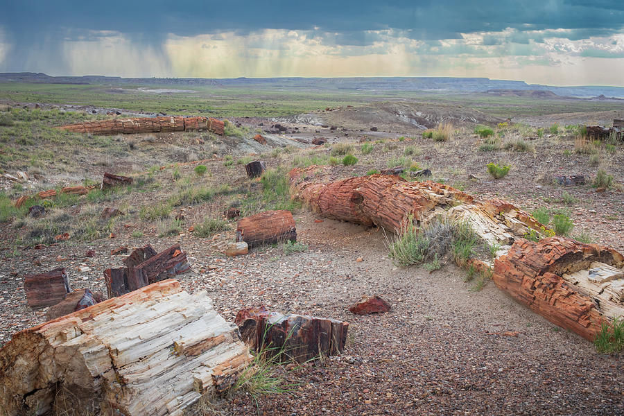 Eroded Logs Photograph by Jonathan Babon