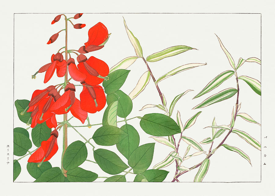 Erythrina and Panicum Flower - Ukiyo e art - Vintage Japanese woodblock art - Seiyo SOKA ZUFU  Digital Art by Studio Grafiikka