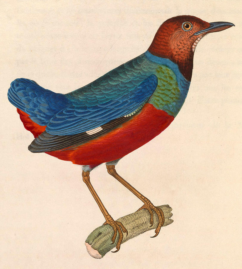 Erythropitta erythrogaster Drawing by Nicolas Huet the Younger
