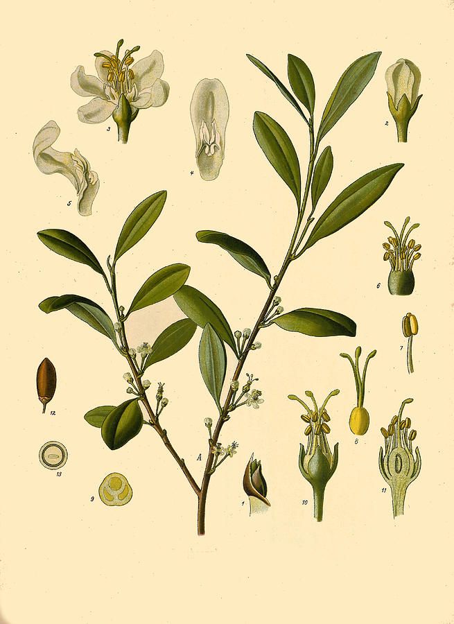 Erythroxylum coca Drawing by Walther Otto Mueller