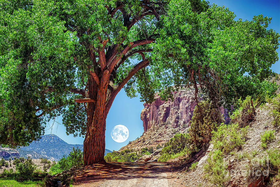 Escalante Tree Photograph by Janice Pariza