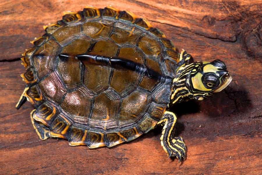 Escambia Map Turtle Photograph by Michael Redmer - Pixels