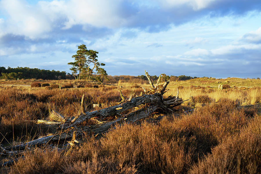 Escape the Daily Hustle Explore the Serene Drunense Duinen Photograph ...