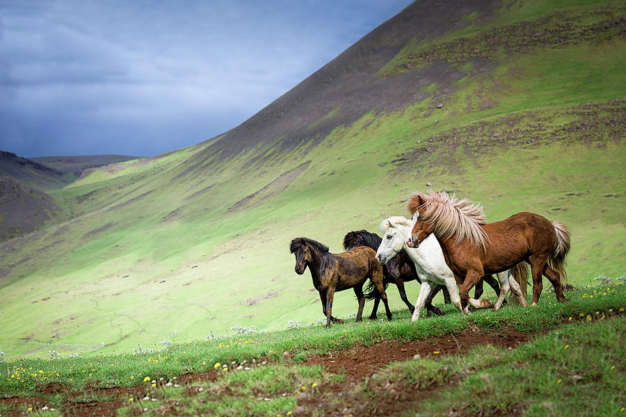 Escape the Ordinary - Horse Art Photograph by Lisa Saint