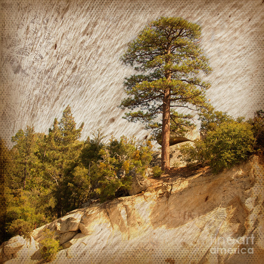 Standing Tall - Pine Cove / Idyllwild, California Photograph by Denise Strahm