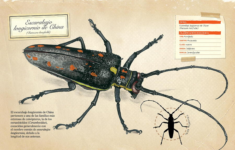 Escarabajo longicornio de China Digital Art by Album