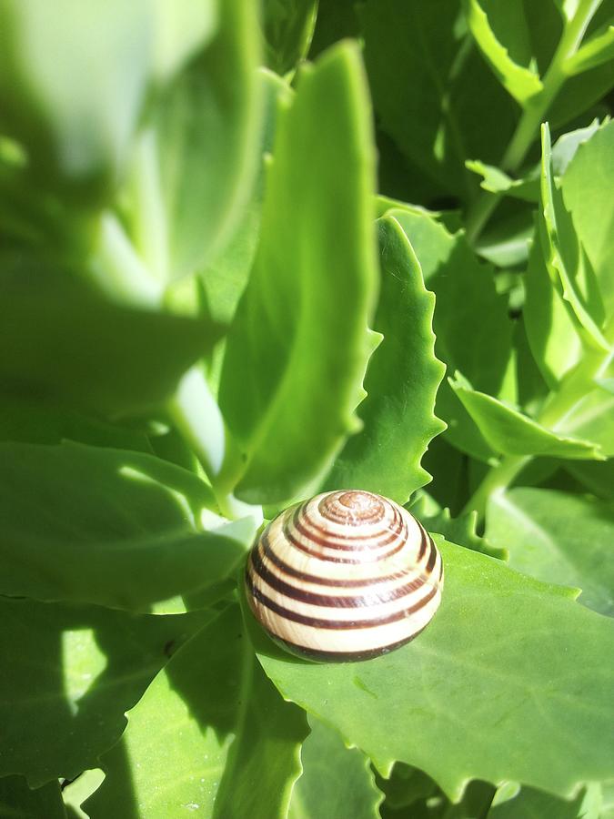 Escargot, Snail Photograph by Joelle Philibert