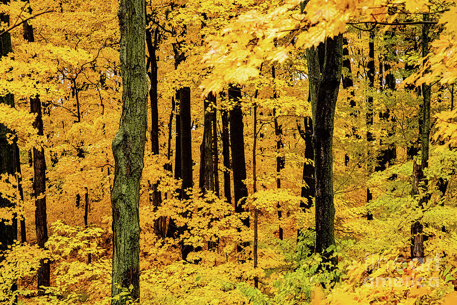 Escarpment Autumn Photograph by Marilyn Cornwell Escarpment Autumn Photograph by Marilyn Cornwell