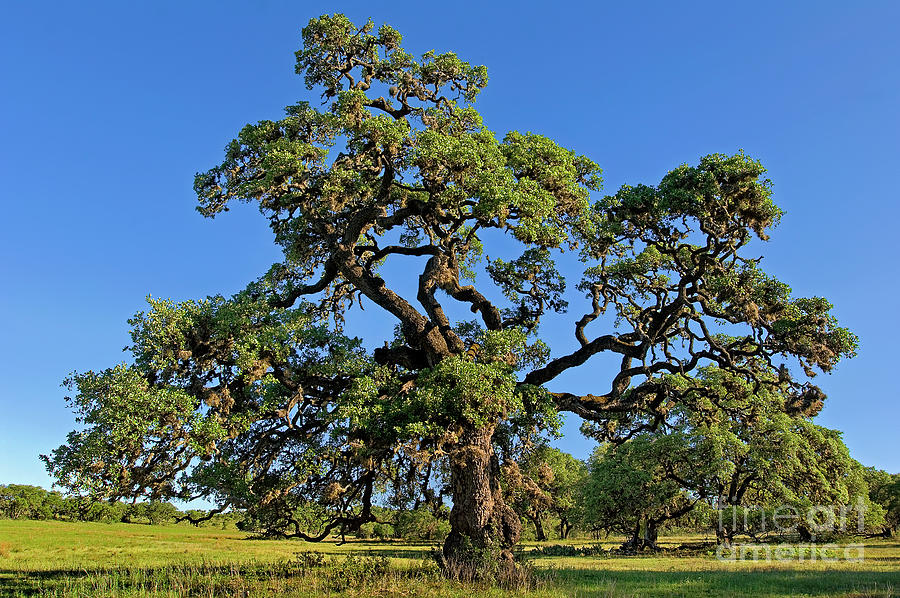 Escarpment Oak Quercus Fusiformis Hill Country Texas Photograph by Dave Welling