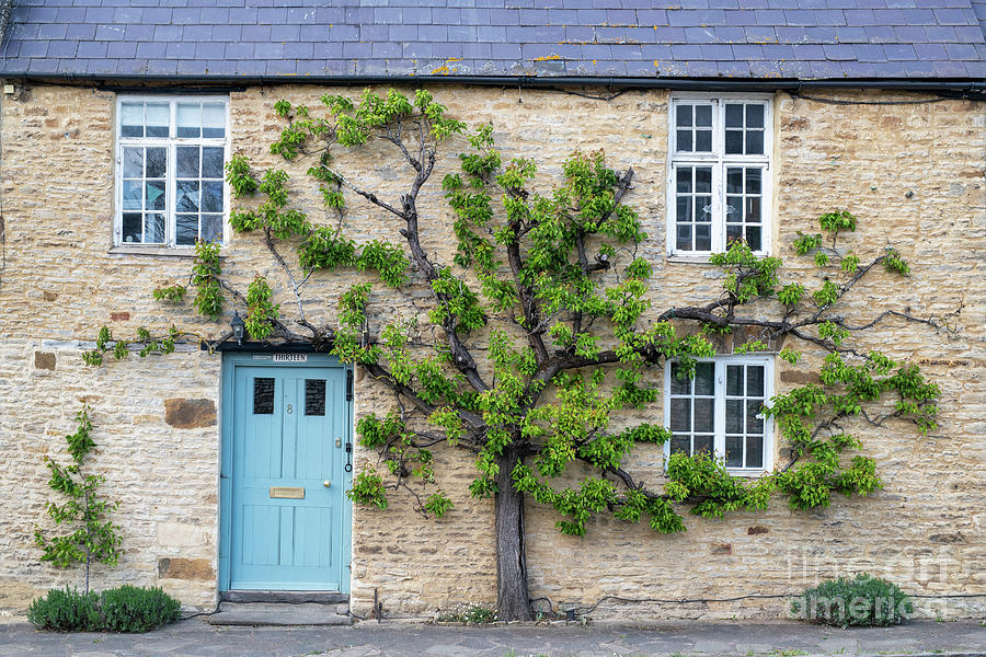 Espalier Apricot Tree on a Cottage Photograph by Tim Gainey