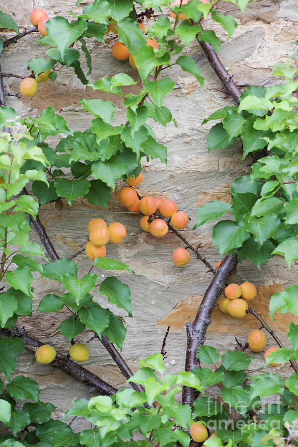 Espalier Apricot Tree Photograph by Tim Gainey